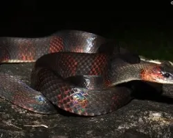 Oxyrhopus petolarius