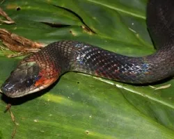 Oxyrhopus petolarius
