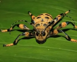 COLEOPTERA