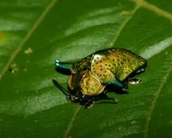 COLEOPTERA