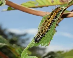 oruga