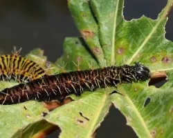 oruga