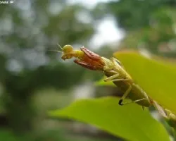 Mantis