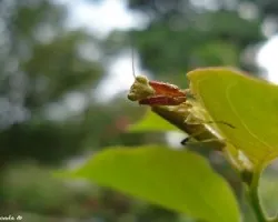 Mantis2