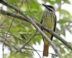 Myiodynastes luteiventris