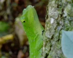 reptil