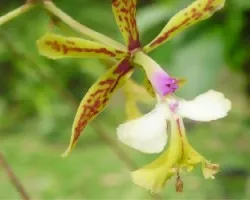 Peque?a orquidea
