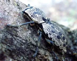 Insecto