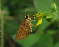 Ancyloxypha numitor