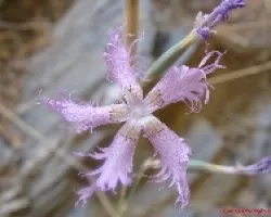 Dianthus superbus