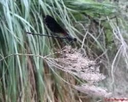 Pied Paddy Skimmer
