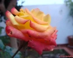 Rosa 