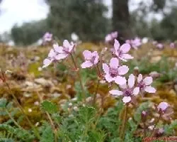 Flor peque?a rosa