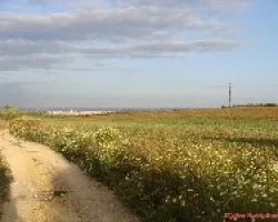 campo de amapolas 1