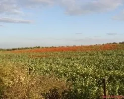 campo de amapolas 2