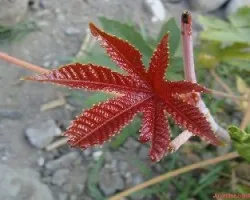 Hoja roja