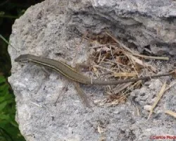Lagartija