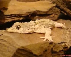 Salamanquesa 2