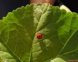 Mariquita