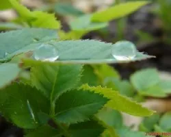 Hoja de rosa