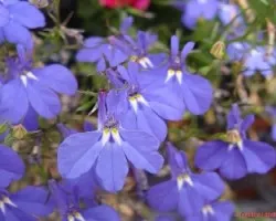 Flor morada