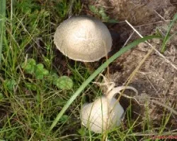 Hongos