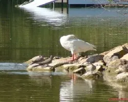Pato blanco 