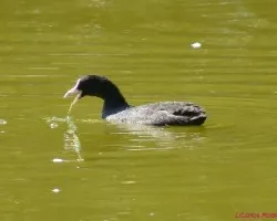 Pollita de agua