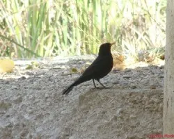 Mirlo