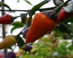 Guindilla naranja 