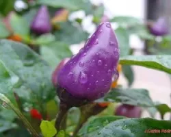 Guindilla morada