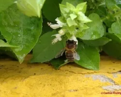 Abeja 1