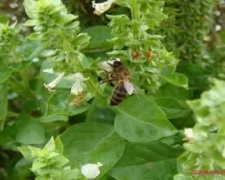 Abeja 2
