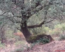 Encina 
