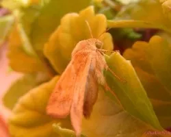Mariposa