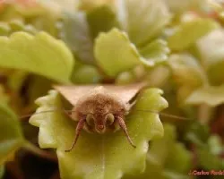 Mariposa