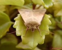 Mariposa