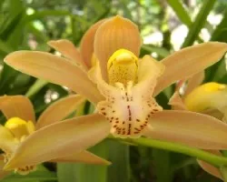 orquidea 1