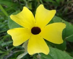orquidea 1