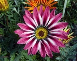 Gazania