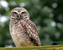 Athene cunicularia