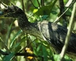 Nycticorax nycticorax