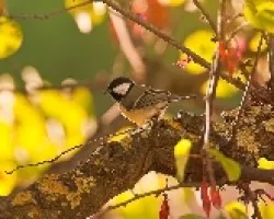 Parus major