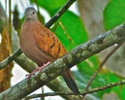 Columbina tapalcoti