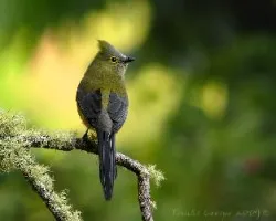 ptylogonis  caudalatus