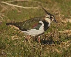 avefria , Vanellus vanellus