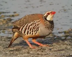 Alectoris rufa