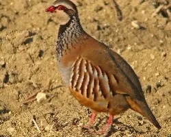 Alectoris rufa