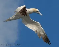 Alcatraz