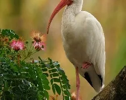 Eudocimus albus